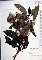 藏品(角桐草、台灣半蒴苣苔)的圖片