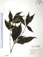 藏品(草珊瑚、紅果金粟蘭)的圖片