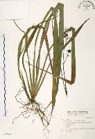 藏品(桔梗蘭)的圖片