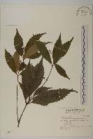 藏品(油松寄生)的圖片