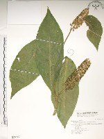 藏品(日本商陸、圓果商陸)的圖片