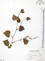 藏品(臭腥草、蕺菜)的圖片