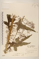 藏品(山苦藚、假福王草)的圖片