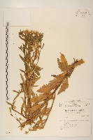 藏品(白頂飛蓬)的圖片