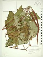 藏品(小白頭翁、野棉花)的圖片