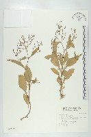 藏品(葶藶)的圖片