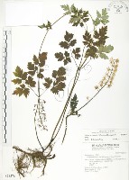 藏品(台灣升麻)的圖片