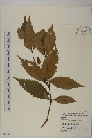 藏品(草珊瑚、紅果金粟蘭)的圖片