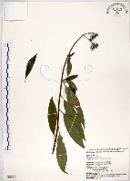 藏品(華八仙)的圖片