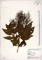 藏品(水金京)的圖片
