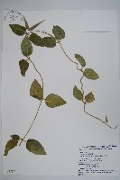 藏品(鷗蔓)的圖片