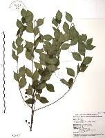 藏品(燈稱花、烏雞骨)的圖片