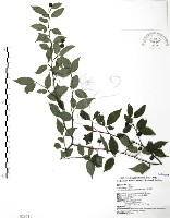 藏品(燈稱花、烏雞骨)的圖片