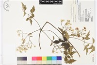 藏品(串鼻龍)的圖片