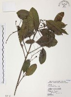 藏品(山香圓)的圖片