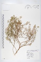 藏品(獨行菜)的圖片