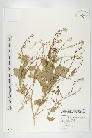 藏品(濱萊菔)的圖片