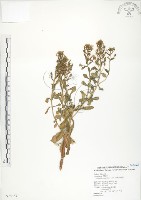 藏品(茅毛珍珠菜)的圖片