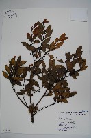 藏品(鈴木冬青)的圖片