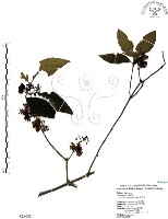 藏品(杜虹花，台灣紫珠)的圖片