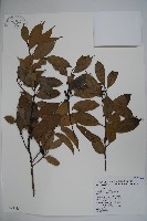 藏品(臺灣糊樗)的圖片