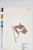 藏品(西施花、青紫木)的圖片