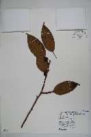 藏品(朱紅水木)的圖片