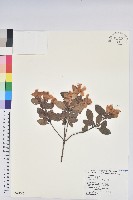 藏品(馬銀花)的圖片