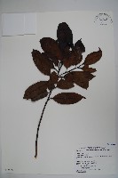 藏品(松田氏冬青)的圖片