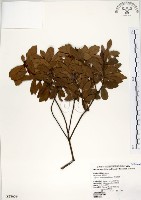 藏品(青楊梅)的圖片