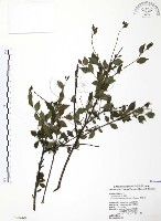 藏品(燈稱花、烏雞骨)的圖片