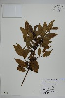 藏品(阿里山冬青)的圖片