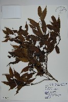 藏品(阿里山冬青)的圖片