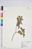 藏品(扛香藤)的圖片