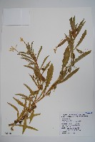 藏品(馬醉草、許氏草)的圖片