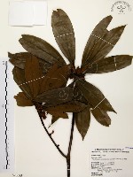 藏品(五掌楠)的圖片