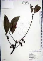 藏品(九重吹、九丁樹、脈葉榕、大葉九重吹)的圖片