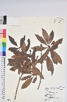 藏品(西施花、青紫木)的圖片