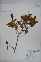 藏品(早田氏冬青)的圖片