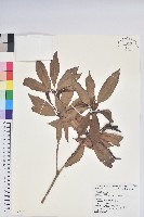 藏品(西施花、青紫木)的圖片