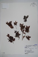 藏品(雲南冬青)的圖片