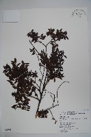 藏品(雲南冬青)的圖片