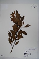 藏品(鐵冬青)的圖片