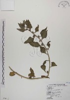 藏品(番杏)的圖片