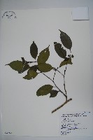 藏品(臺灣糊樗)的圖片