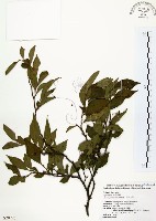 藏品(烏皮九芎、奮起湖野茉莉)的圖片