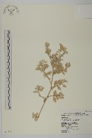 藏品(臺灣濱藜)的圖片