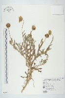 藏品(天人菊)的圖片