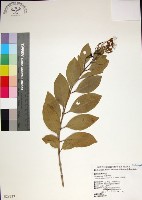 藏品(苦林盤)的圖片