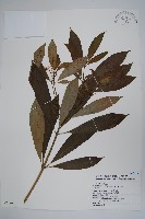 藏品(蘿芙木)的圖片